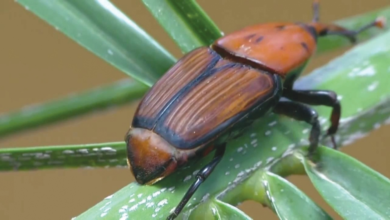 السعودية: فحص 76 مليون نخلة وهزيمة سوسة النخيل الحمراء