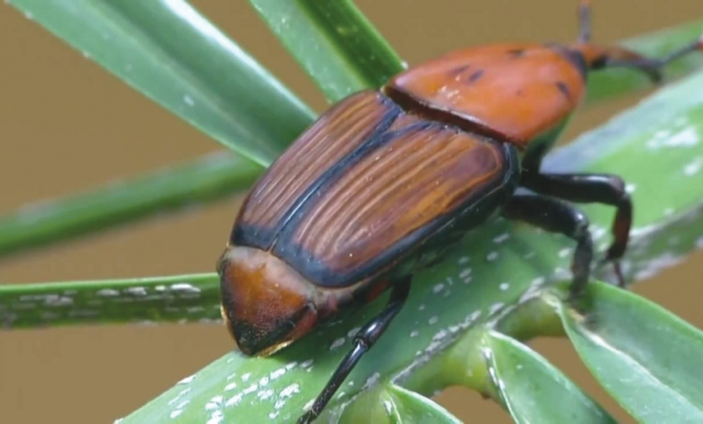 Saudi Arabia: 76 million palm trees inspected and the red palm weevil defeated