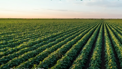 انطلاق حملة شتانا صح 2 لحماية البيئة والأمن الغذائي بالسعودية