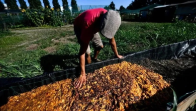 كاوست تبتكر تقنية لتحويل مخلفات الطعام لمواد ثمينة