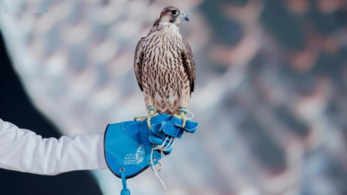 ختام مزاد نادي الصقور السعودي 2025 بمبيعات 6.4 مليون ريال