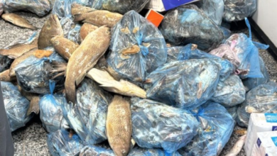 ضبط 760 كجم أسماك ودواجن فاسدة في عسير - تفاصيل الحملة