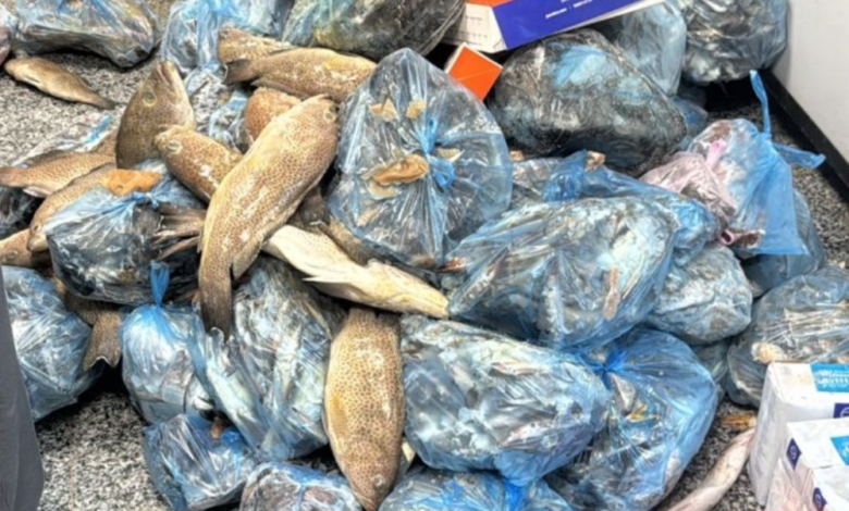 760 kg of spoiled fish and poultry seized in Asir - Campaign details