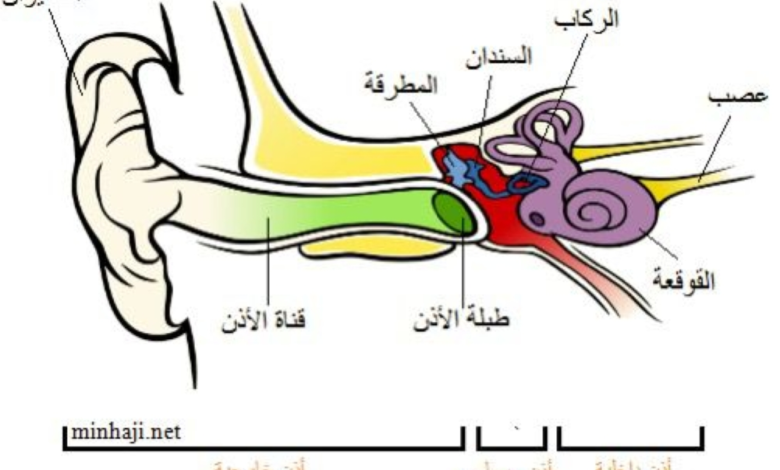 وظائف طبلة الأذن وأسباب تمزقها: نصائح د. عبدالمنعم الشيخ