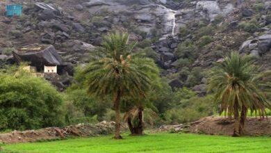 البرنامج الوطني للتشجير يعتمد 134 نوعاً نباتياً لبيئة مكة