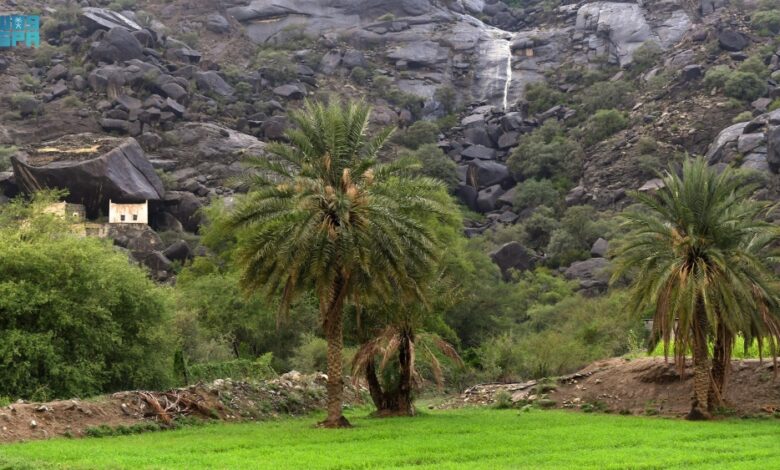 البرنامج الوطني للتشجير يعتمد 134 نوعاً نباتياً لبيئة مكة