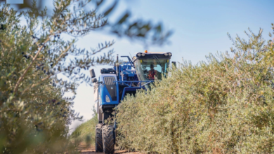 السعودية: شروط صارمة لاستيراد شتلات الزيتون وحجر لعامين