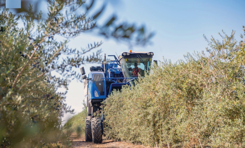 السعودية: شروط صارمة لاستيراد شتلات الزيتون وحجر لعامين