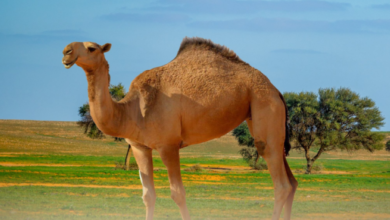 تحذير البيئة من الرعي الجائر شتاءً: غرامات وحماية للغطاء النباتي