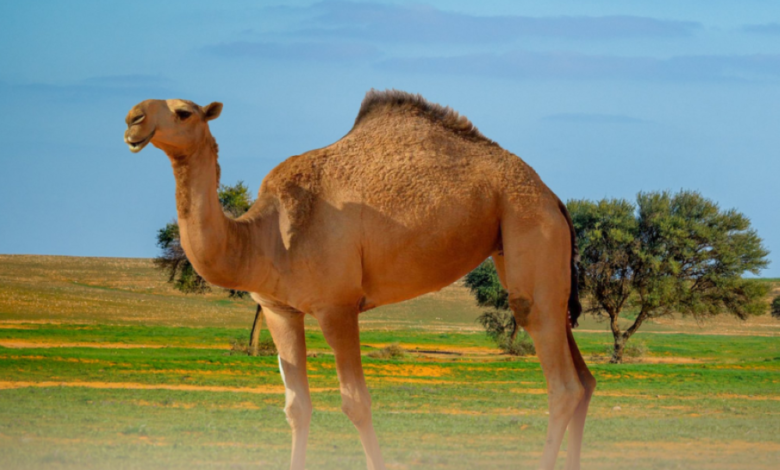 Environment authorities warn against overgrazing in winter: fines and protection for vegetation cover