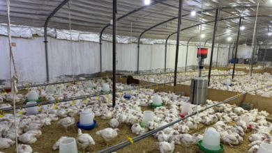 إلزام مشاريع الدواجن بالتسجيل في نما للربط الكهربائي