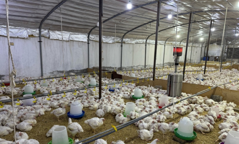 إلزام مشاريع الدواجن بالتسجيل في نما للربط الكهربائي