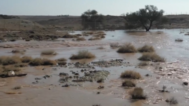 أمطار محمية الإمام تركي بن عبدالله: انتعاش الطبيعة والحياة الفطرية