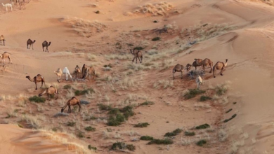 أمطار رفحاء تحول النفود الكبير إلى لوحة طبيعية ساحرة