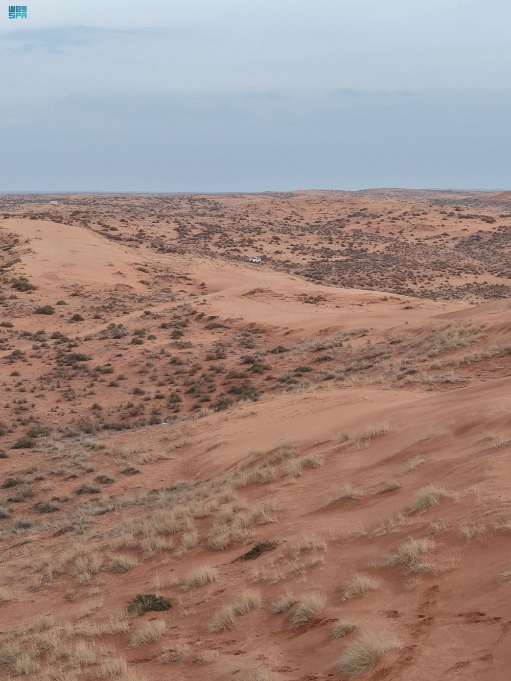 الأمطار تحوّل النفود الكبير جنوب رفحاء إلى لوحة طبيعية - واس