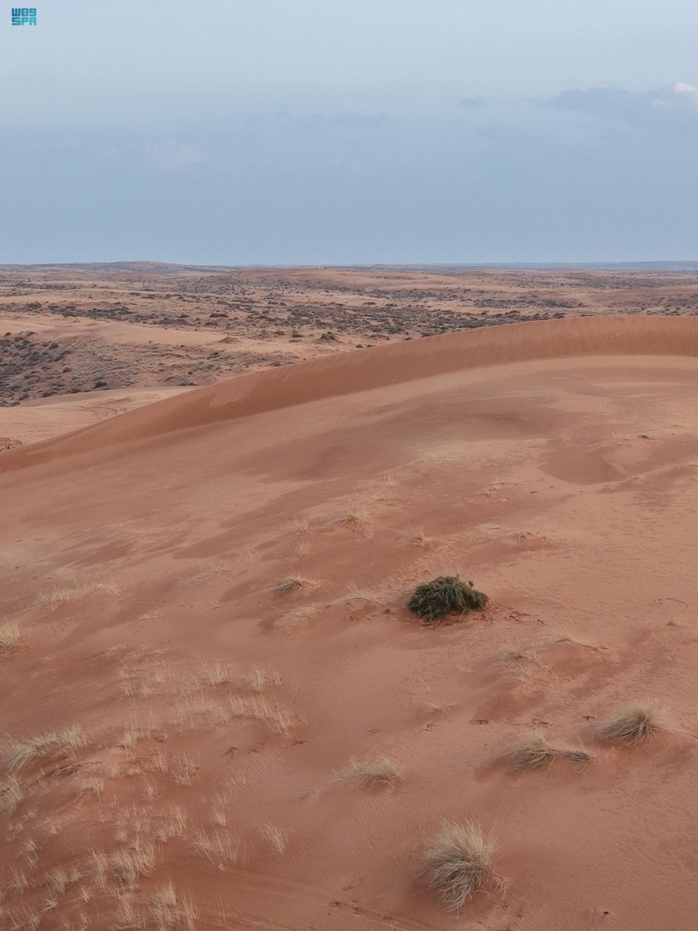 الأمطار تحوّل النفود الكبير جنوب رفحاء إلى لوحة طبيعية - واس