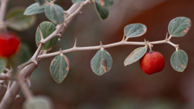 أشجار السدر في وادي الهلالي: أيقونة بيئية في عرعر