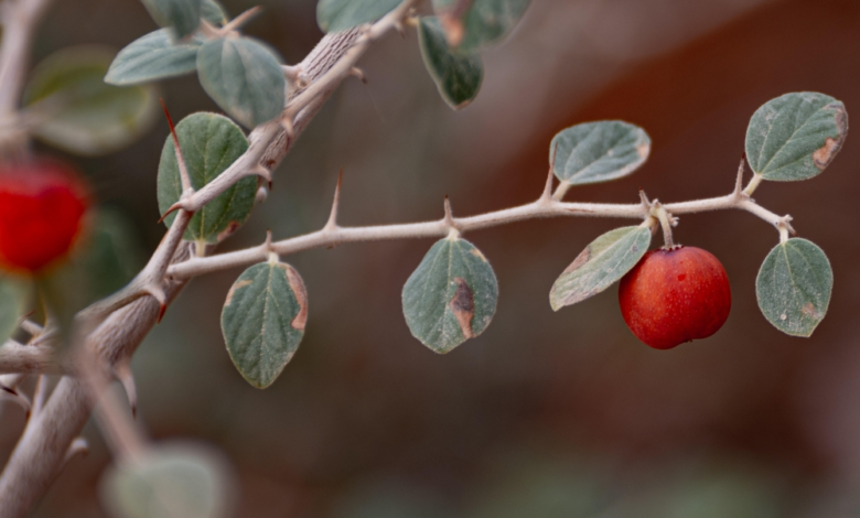 أشجار السدر في وادي الهلالي: أيقونة بيئية في عرعر