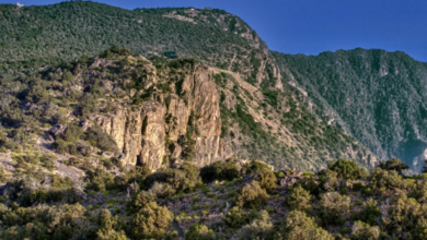 غرامة 2000 ريال لدهس الغطاء النباتي في السعودية