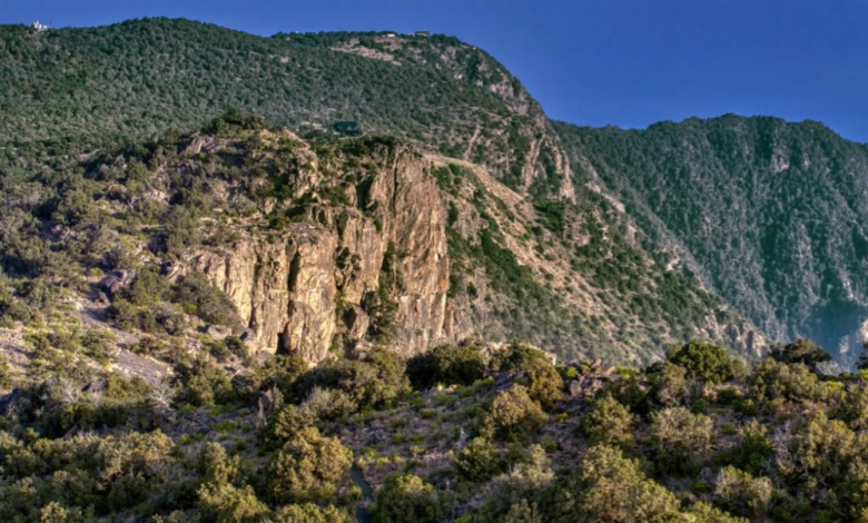 غرامة 2000 ريال لدهس الغطاء النباتي في السعودية