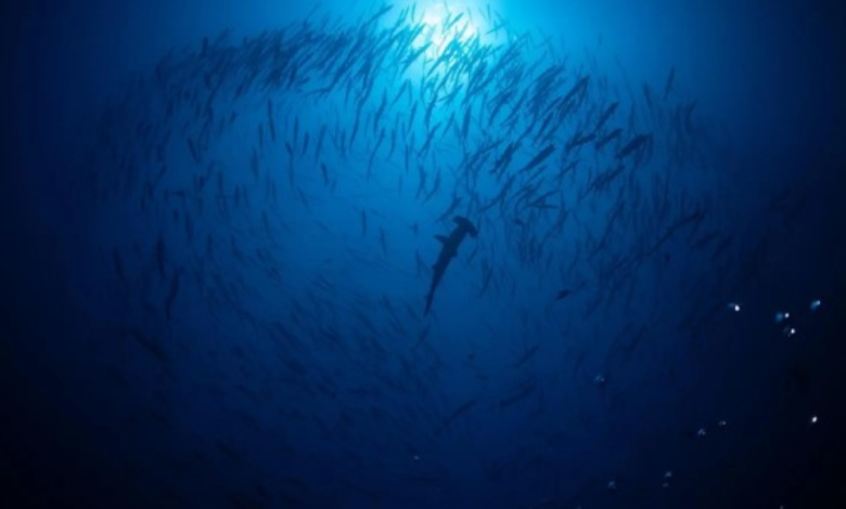 For the first time in Saudi Arabia: Licensed diving with sharks in Ras Hatba
