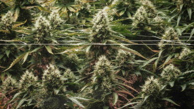 Trump announces marijuana classification as a less dangerous substance to support medical treatment