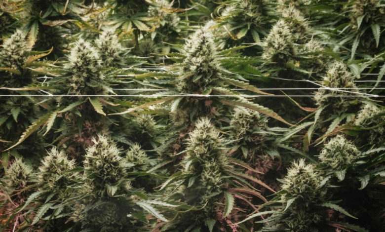 ترامب يعلن تصنيف الماريجوانا مادة أقل خطورة لدعم الطب