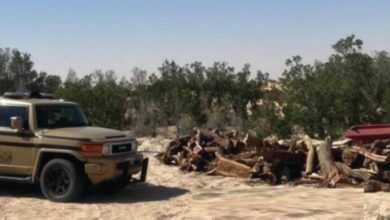 Violators of border security and environmental regulations were apprehended in Jazan and Hail