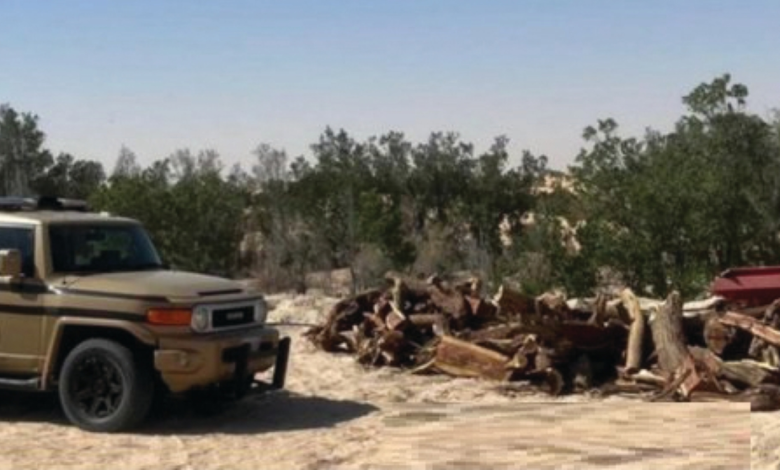 Violators of border security and environmental regulations were apprehended in Jazan and Hail