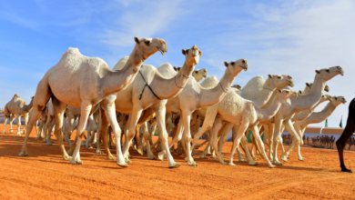 النيابة العامة: عقوبات صارمة لإهمال الحيوانات وتركها سائبة