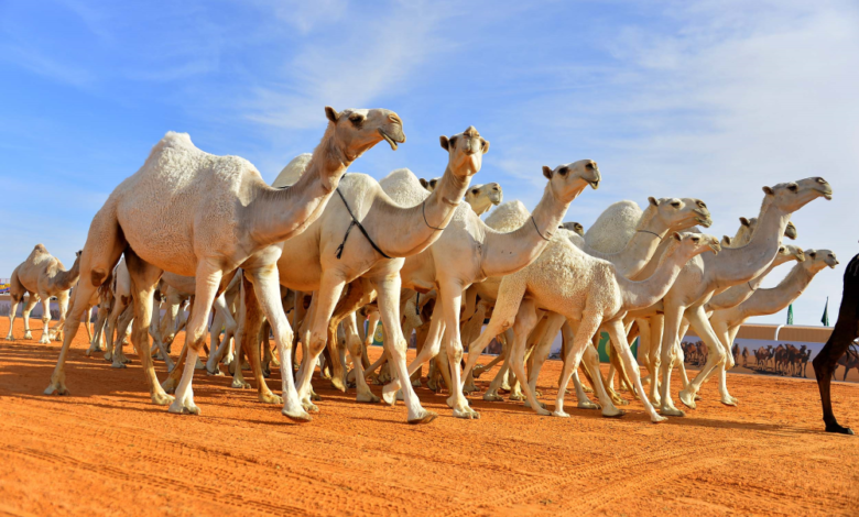 Public Prosecution: Strict penalties for neglecting animals and leaving them loose