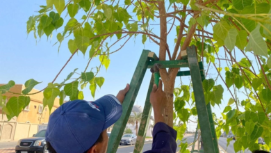 بلدية بقيق تزرع 173 ألف شتلة وتطور الحدائق العامة