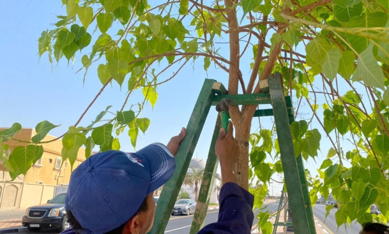 بلدية بقيق تزرع 173 ألف شتلة وتطور الحدائق العامة