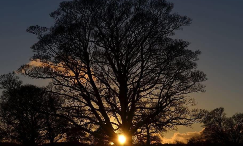 Why is dawn delayed after the winter solstice? Jeddah Astronomy Society explains