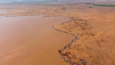 روضة مهنا بالقصيم: بحيرة طبيعية وتاريخ عريق بعد الأمطار