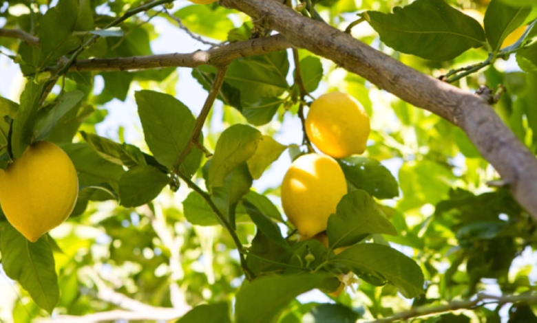 موسم الحمضيات السعودي: 123 ألف طن ليمون تعزز الأمن الغذائي