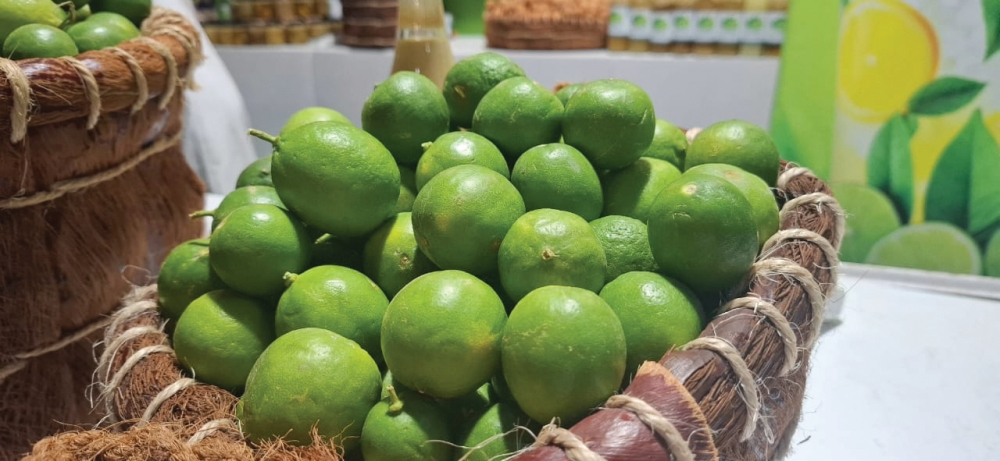 موسم الحمضيات في السعودية وإنتاج الليمون