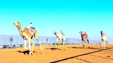 نتائج شوط سيف الملك شعل في مهرجان الملك عبدالعزيز للإبل