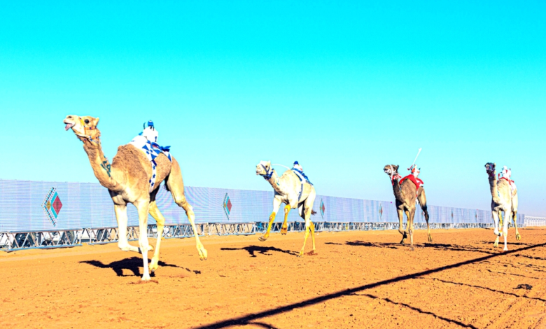 Results of the King's Sword race at the King Abdulaziz Camel Festival
