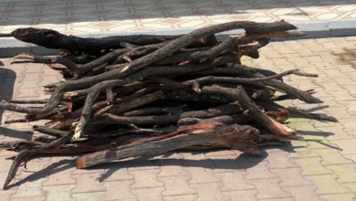 ضبط بيع حطب محلي في حائل: جهود أمنية لحماية الغطاء النباتي