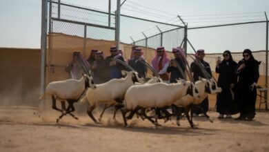 إطلاق 61 كائناً فطرياً في محمية الملك خالد لتعزيز التنوع الأحيائي