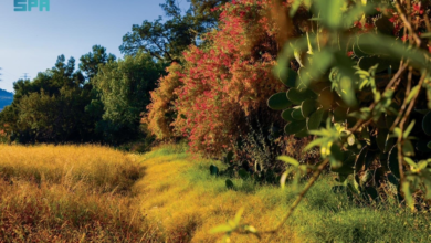 Local plants of Asir: 165 species supporting the Saudi Green Initiative