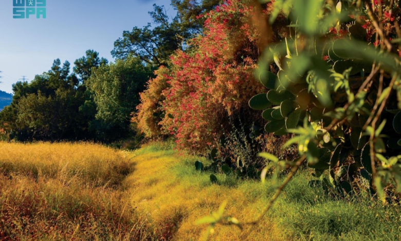 Local plants of Asir: 165 species supporting the Saudi Green Initiative