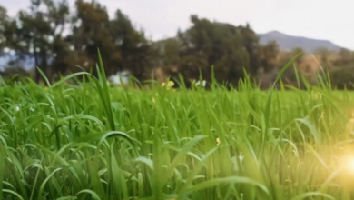 نمو قياسي في ريف السعودية بـ 1100% ودعم المحاصيل البعلية