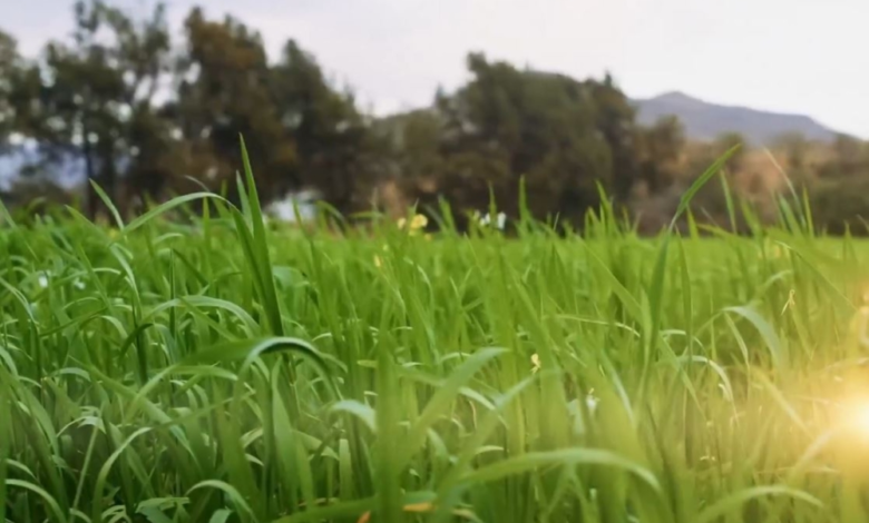 نمو قياسي في ريف السعودية بـ 1100% ودعم المحاصيل البعلية