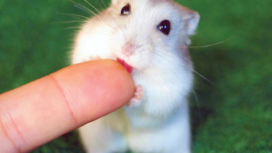 التعامل مع عضات الحيوانات: 6 نصائح طبية للوقاية والعلاج