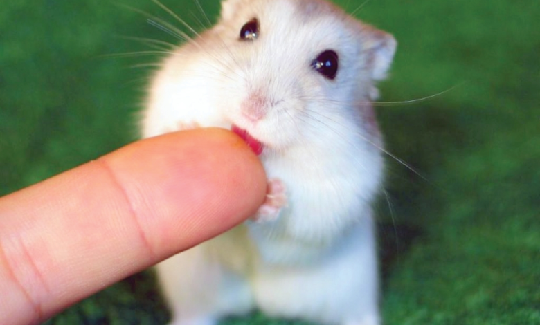 التعامل مع عضات الحيوانات: 6 نصائح طبية للوقاية والعلاج