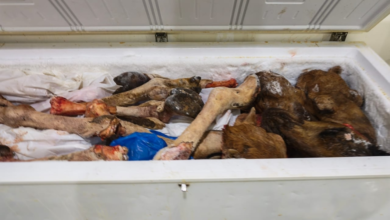 Jeddah Municipality destroys 4.5 tons of spoiled meat and closes violating sites