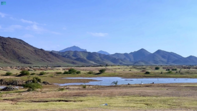 شمال مكة يكتسي بالخضار.. مشاهد ساحرة عقب الأمطار