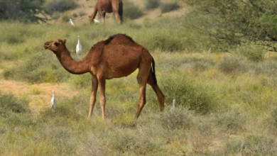 سهول تهامة عسير.. طبيعة خلابة ووجهة رائدة للسياحة البيئية